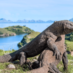 komodo national park (1)