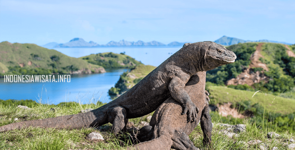 komodo national park (1)