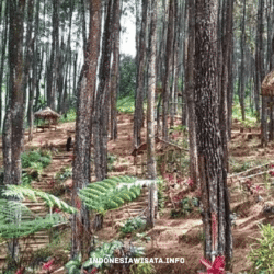 indonesiawisata.info